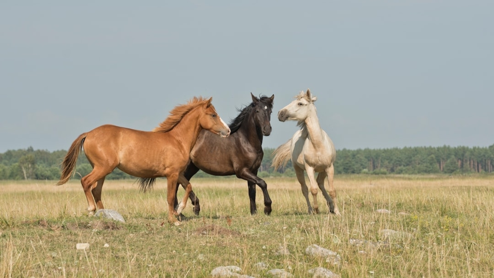 Stabbing at NBHA Las Vegas show? Multiple horses reportedly injured in shocking incident