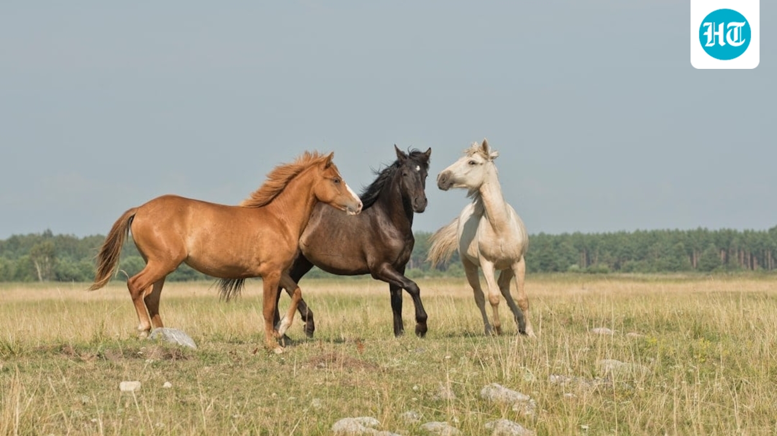 Las Vegas horse stabbing case update: Emotional details emerge as injured horses fight to recover; GoFundMe launched