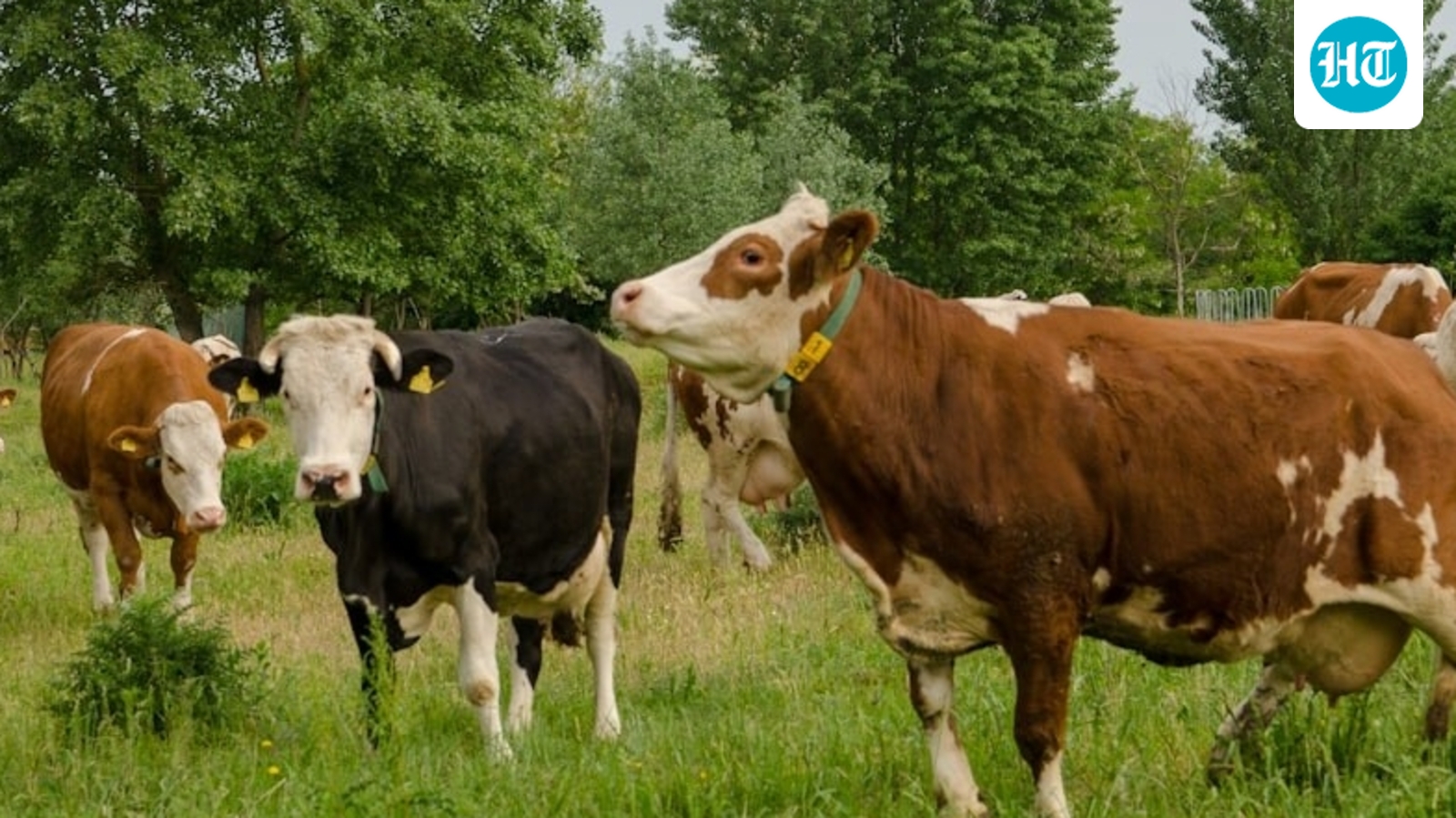 Fit certificate mandatory, six months jail,  ₹1,000 fine: New animal slaughter rules in Bengal