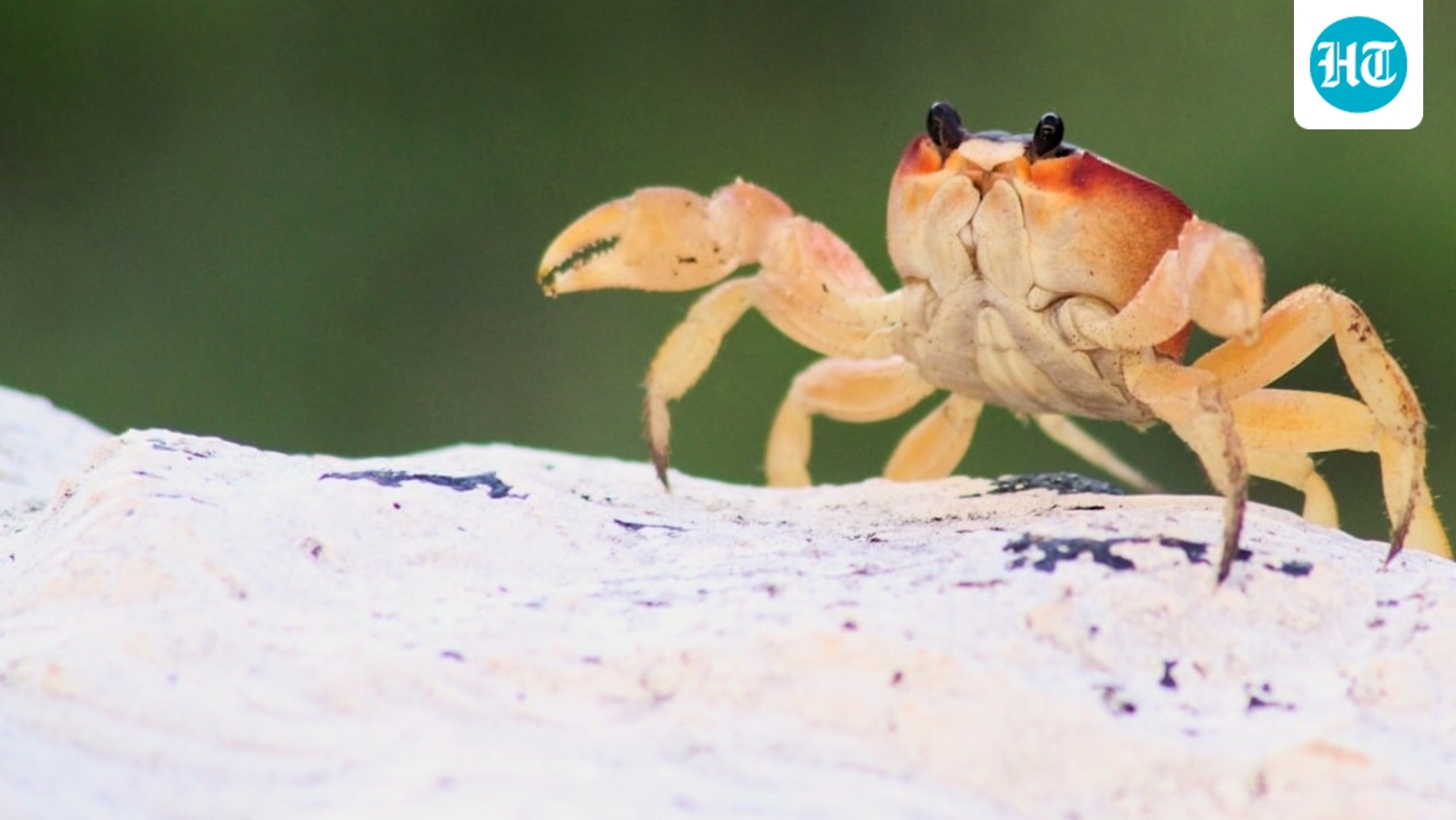 Food influencer dies after eating poisonous ‘devil crab’ for social media clout