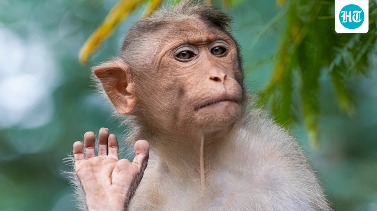 Monkeying around: US Navy sailor on Iran mission reportedly attacked by primate in Thailand