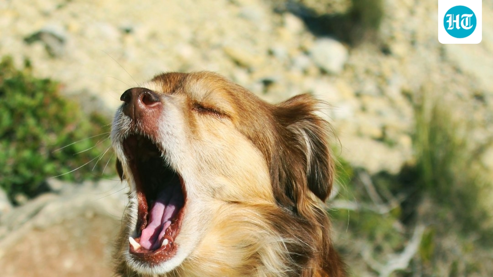 Why do dogs yawn? Experts explain the surprising meanings behind the behavior