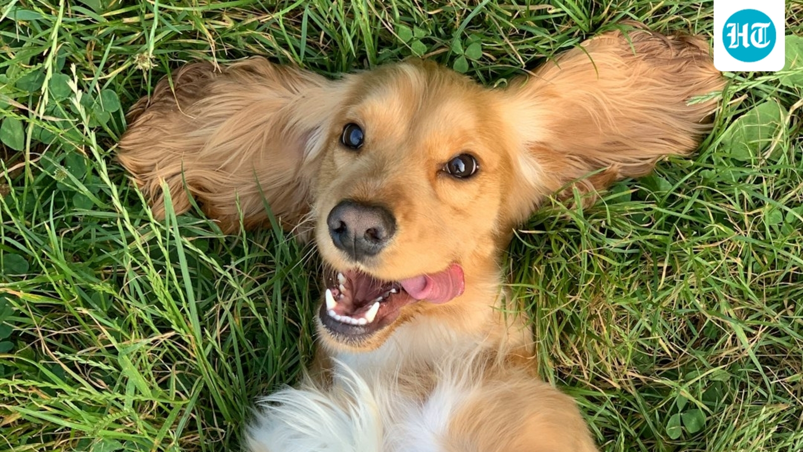 Dogs accidentally eating owners’ weed sparks sharp rise in ER vet visits