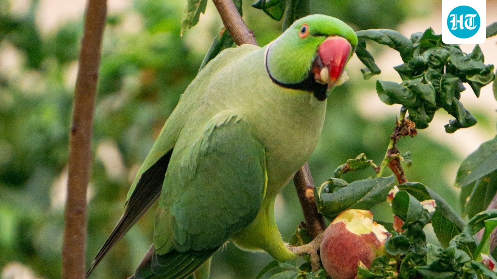 200 parrots die of food poisoning on the banks of Narmada in MP