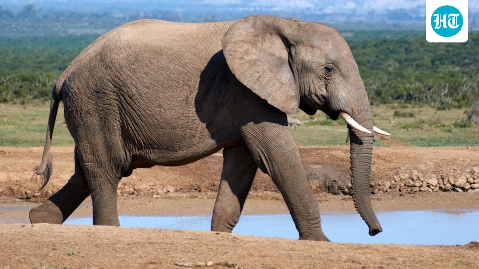 Who is Ernie Dosio? California hunter trampled to death by five elephants in central Africa