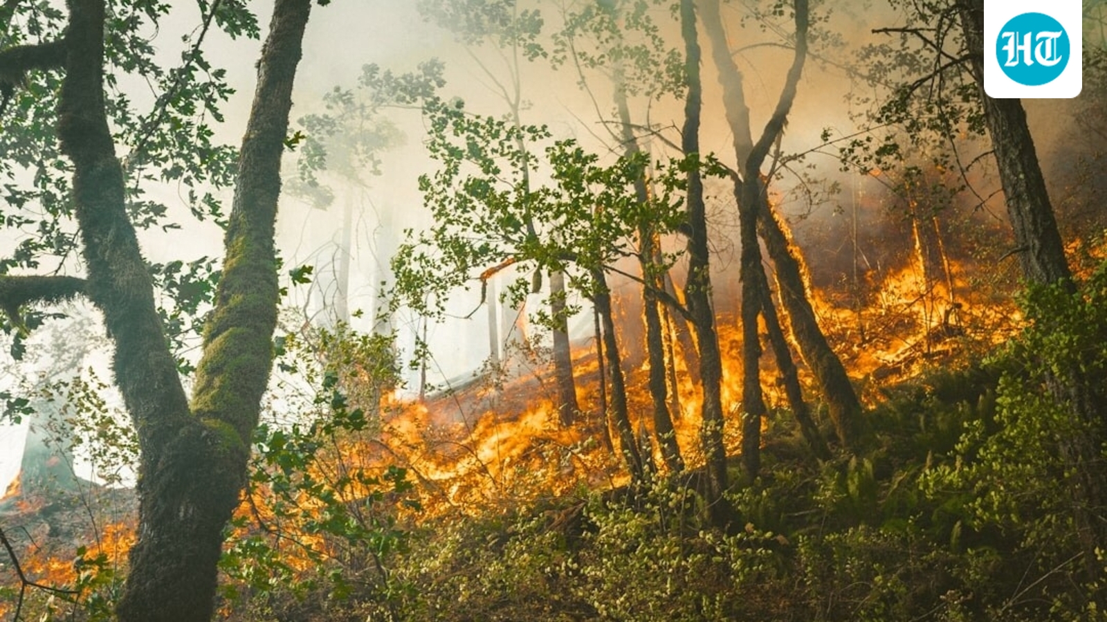 Sedona Pocket Fire update: Massive vegetation blaze in Arizona; check map, evacuation plans - scary videos emerge