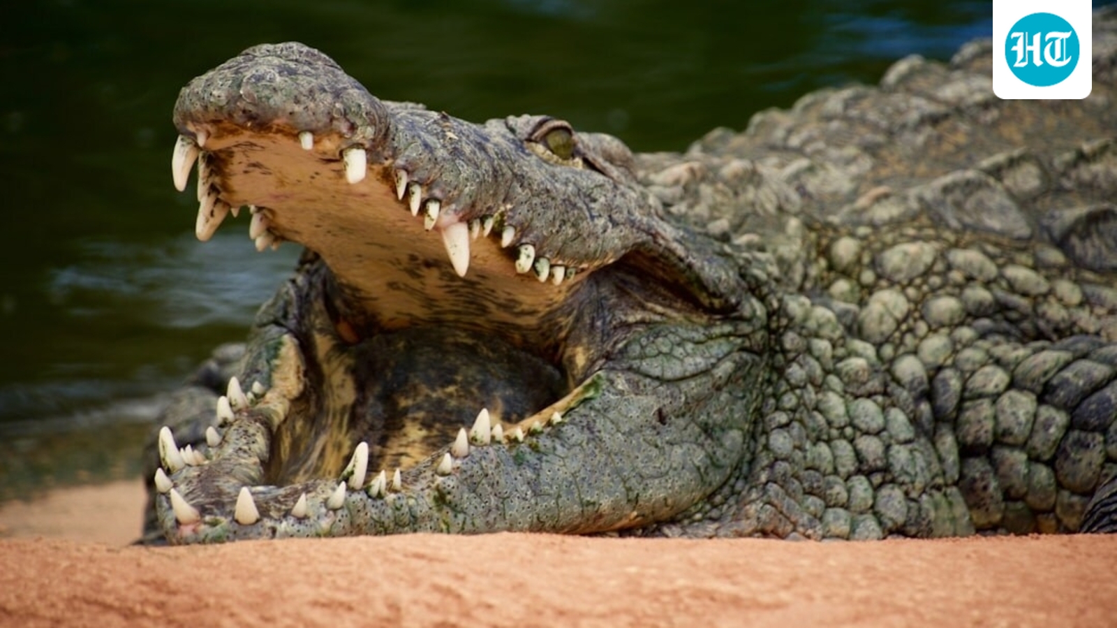 How did a 3-year-old end up in a crocodile enclosure at a UK zoo? Man arrested in attempted murder probe