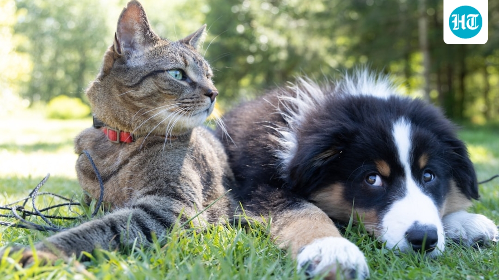 Can you be fined for pretending your pet is a service animal? New South Dakota law explained