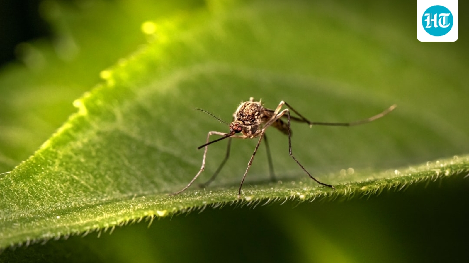 Google-backed firm plans 64 million mosquito release in US states; sparks outrage: ‘It’s dangerous’