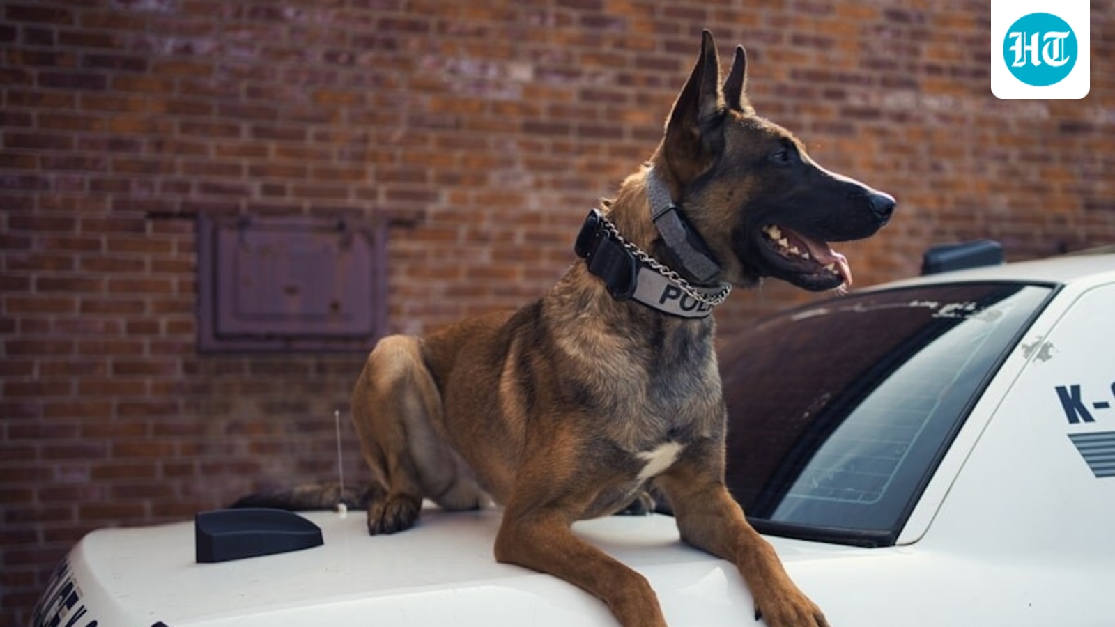 Minneapolis anti-ICE protesters ‘targeting’ K-9s? DHS' post sparks outrage as Netizens condemn ‘shameful’ act