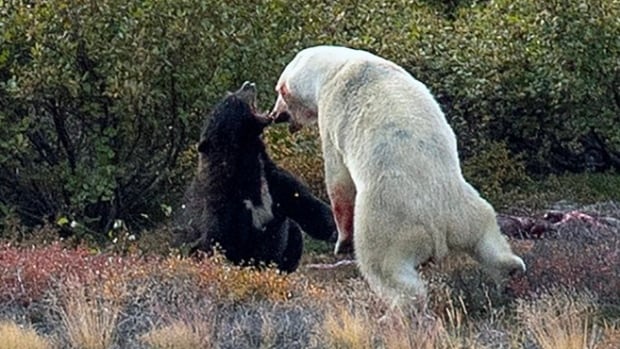 Labrador visitor gets front row seat to fight between black bear and polar bear