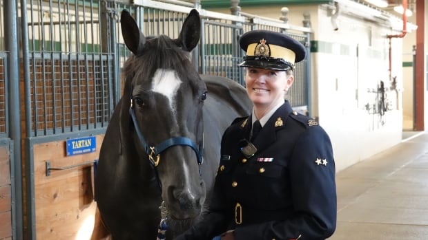 RCMP horse auction offers prized Hanoverians and semen for sale