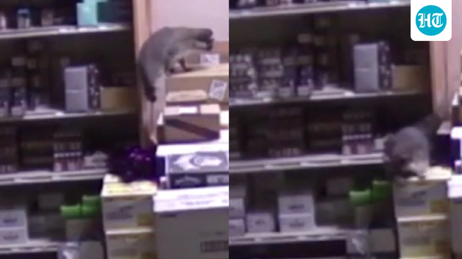Raccoon goes on rampage at US liquor store after consuming whiskey, passes out on bathroom floor | Video