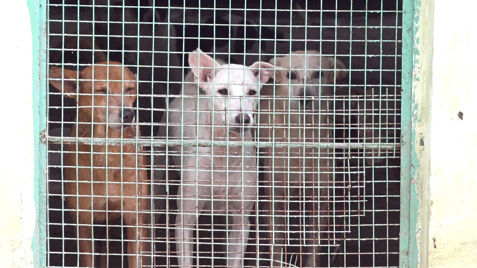 SC to again hear Delhi dogs case tomorrow; with larger SC bench now after uproar over ‘remove all strays' order