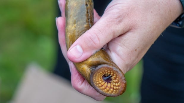 Sea lampreys beware — this new trap aims to protect the Great Lakes from the invasive vampire fish