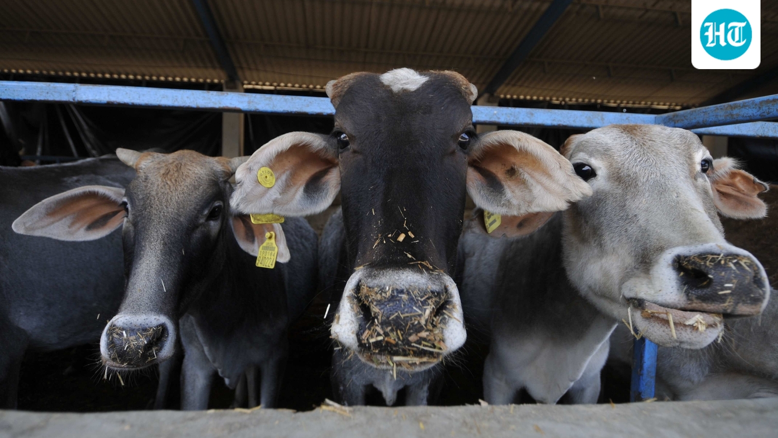 Uttarakhand govt to provide up to  ₹12,000 a month for sheltering stray cattle