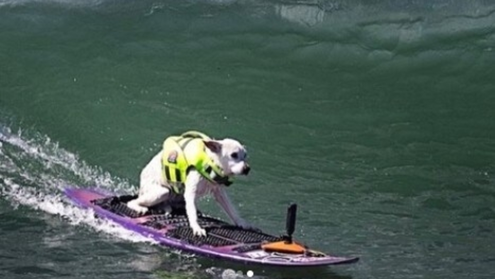 Sugar The Surfing Dog cause of death: How did Hall of Famer and 5x World Champ die at 16?