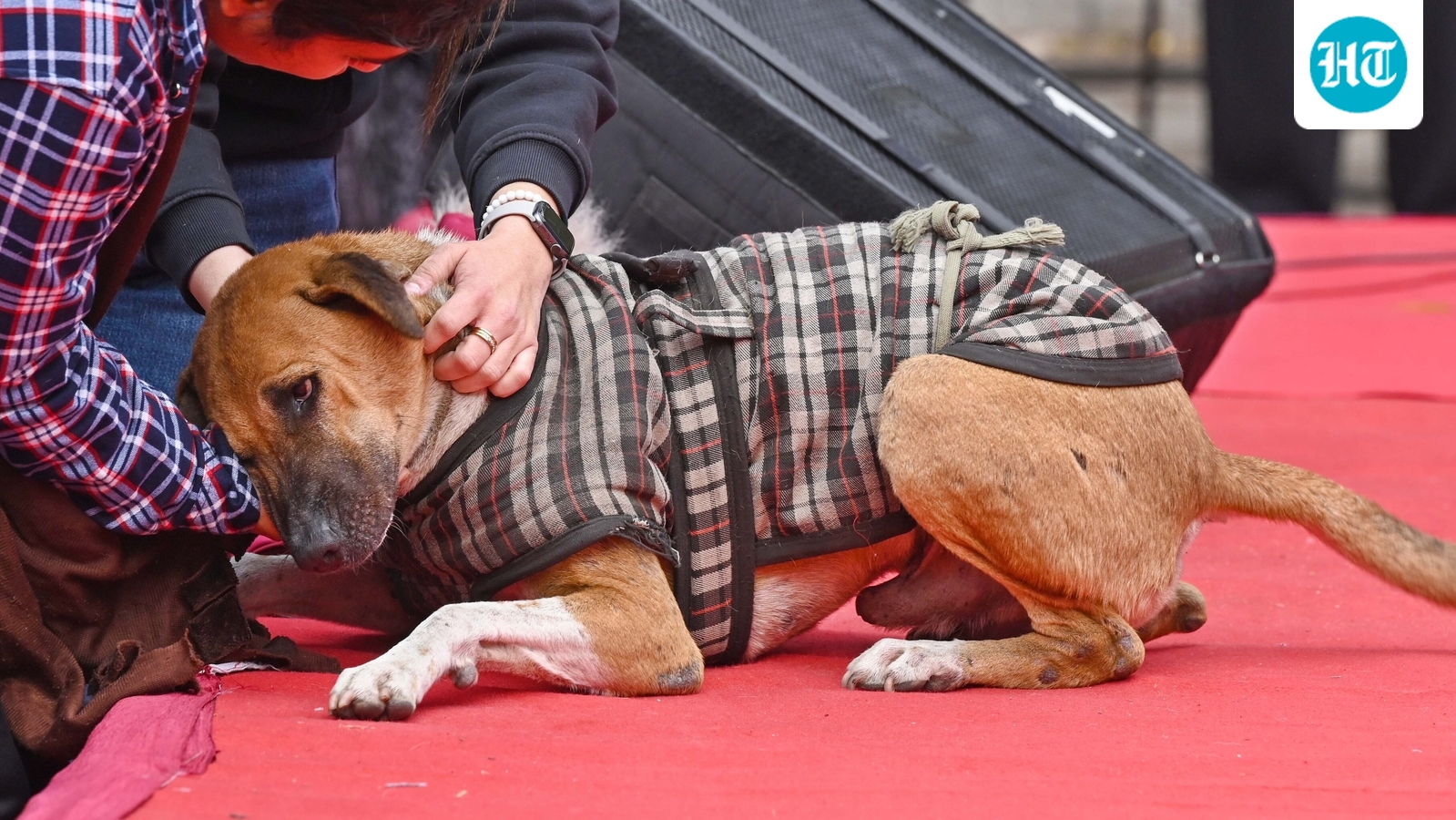 'For every stray dog bite, death, you pay': Supreme Court's big warning to states, feeders