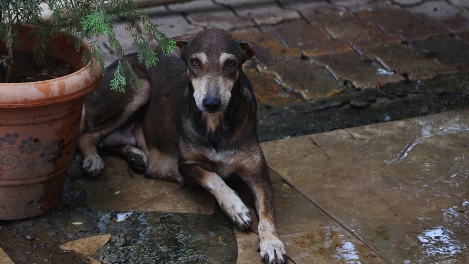 ‘Go for euthanasia if need be’, says Supreme Court, refusing to tweak stray dogs order