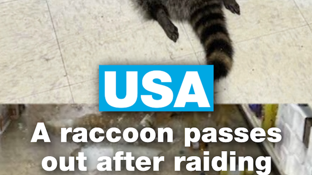 A raccoon passes out in bathroom after raiding a liquor store