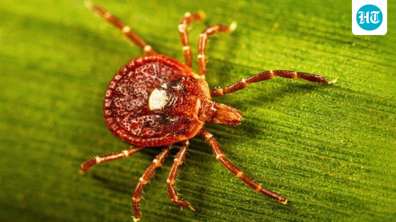 Alpha-gal syndrome: Man's painful allergy caught on video during tick season; ‘can’t eat meat…'