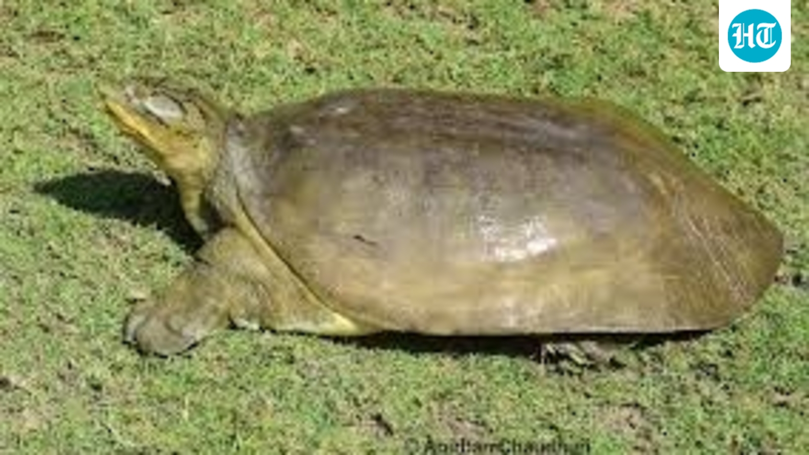 Softshell turtle sighted at 2,950 ft in Bageshwar, prompts forest dept survey