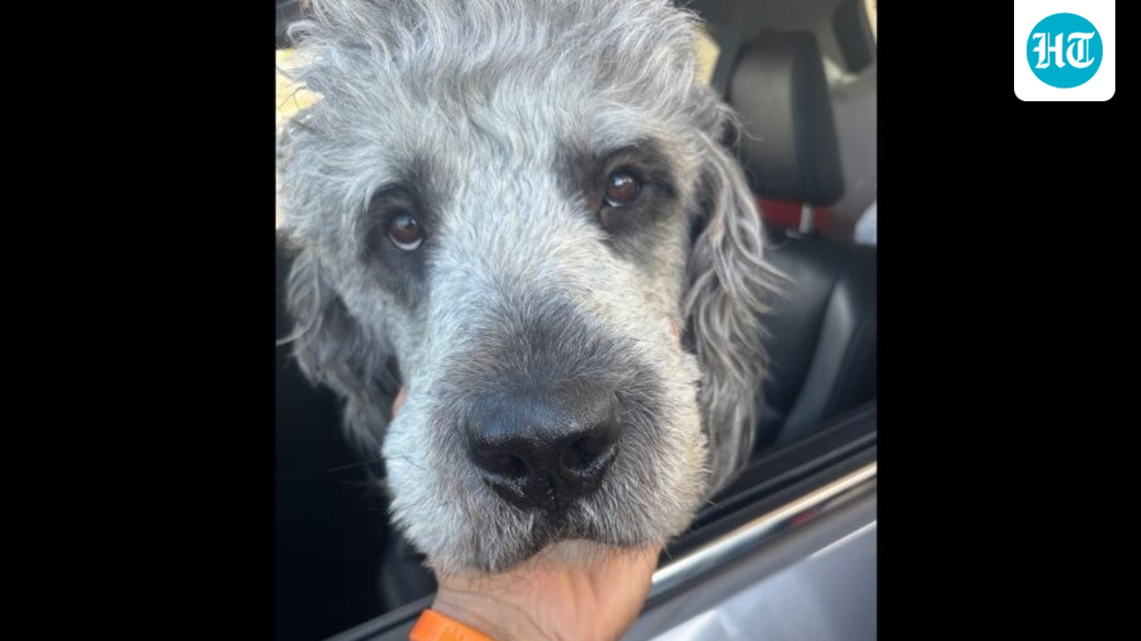 LAPD dog shooting: Jameson's family claims he ‘wasn’t aggressive,’ was simply ‘moving toward the officer'