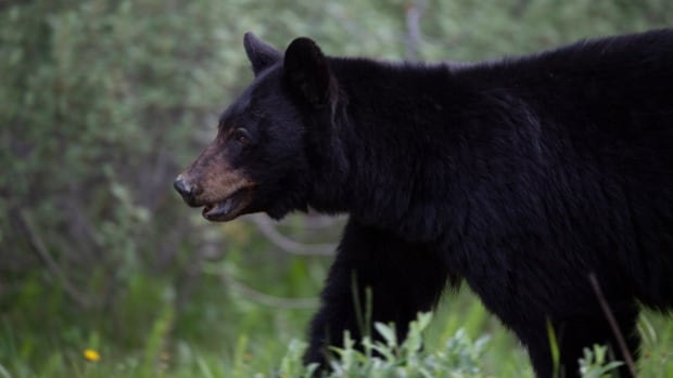 Dog of couple attacked by bear in northern Ontario home barricaded the wild animal till police arrived